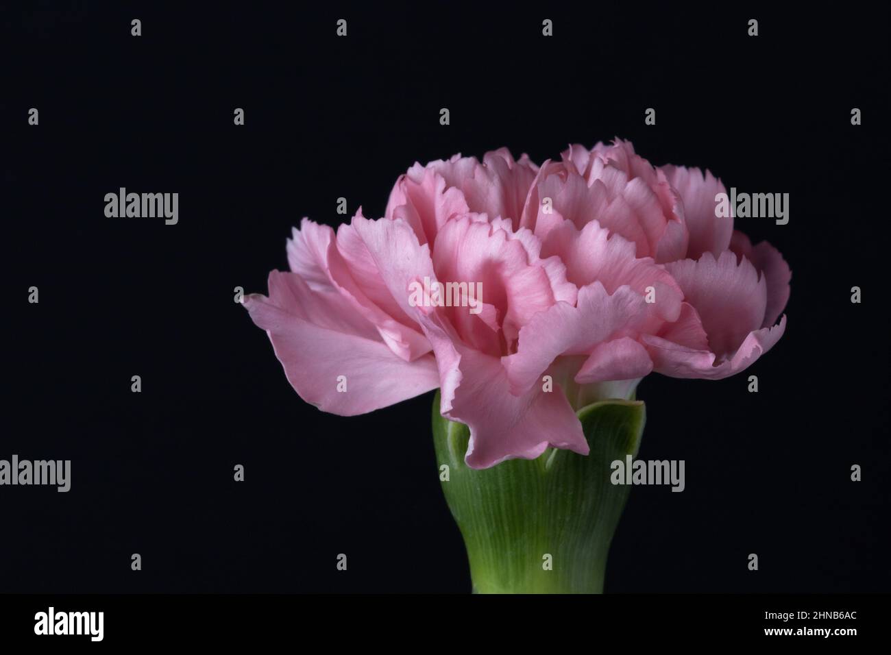 Garofano rosa, fiore singolo su sfondo nero. Fotografia floreale. Foto Stock
