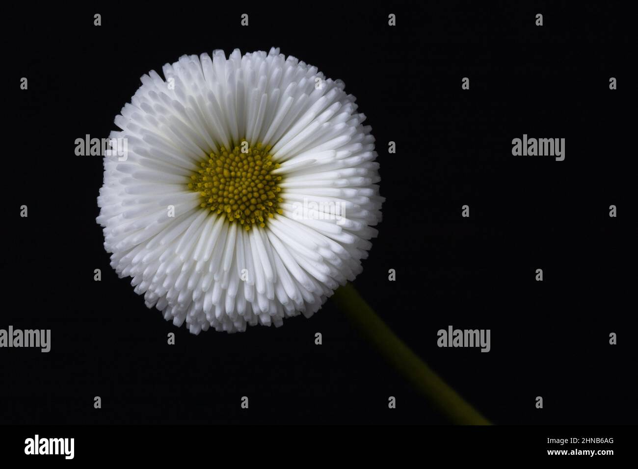 White Daisy, singolo fiore su sfondo nero. Fotografia floreale. Foto Stock