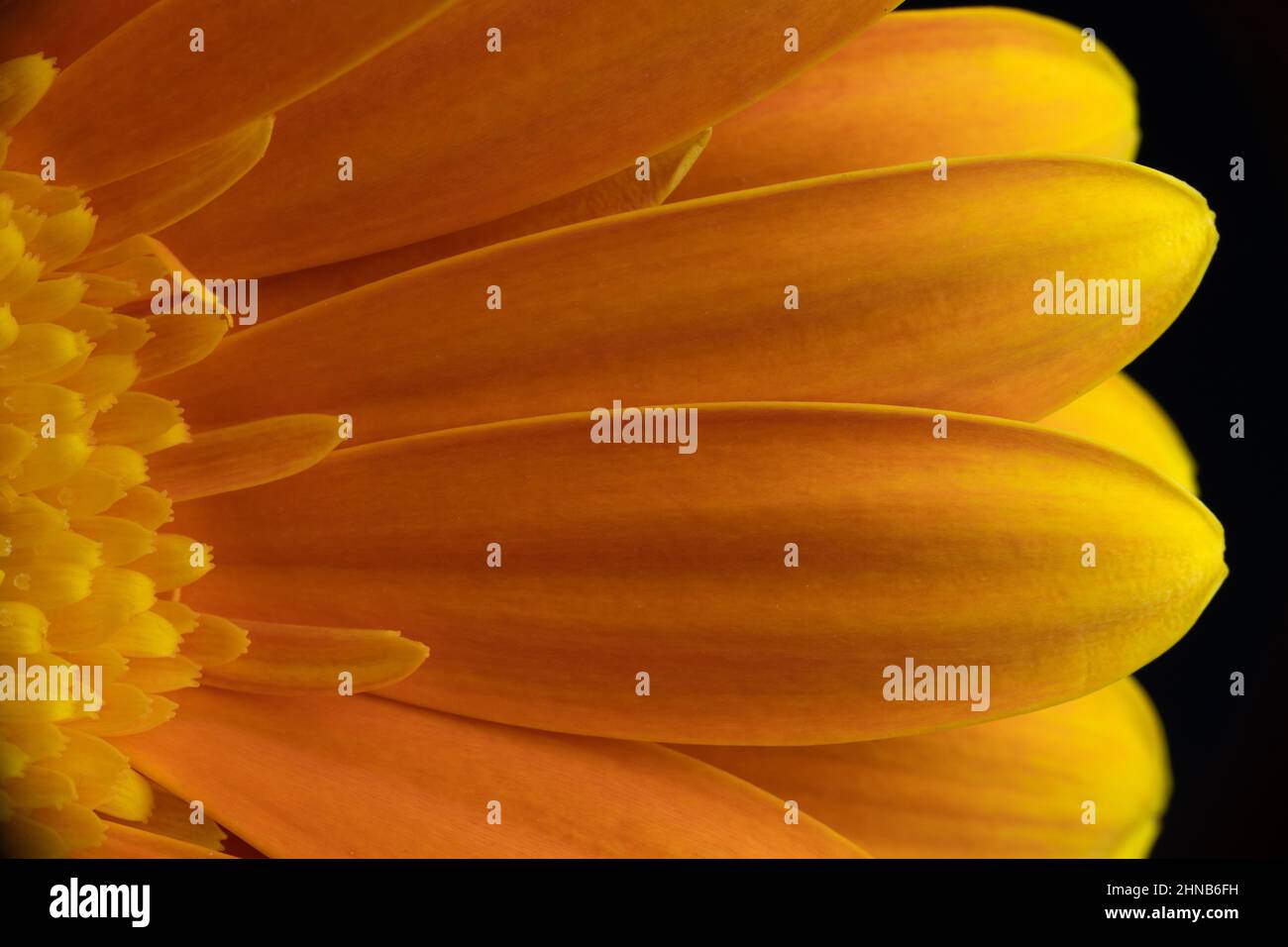 Macro Fotografia di una Gerbera gialla, Asteraceae. Fiore singolo su sfondo nero. Foto Stock