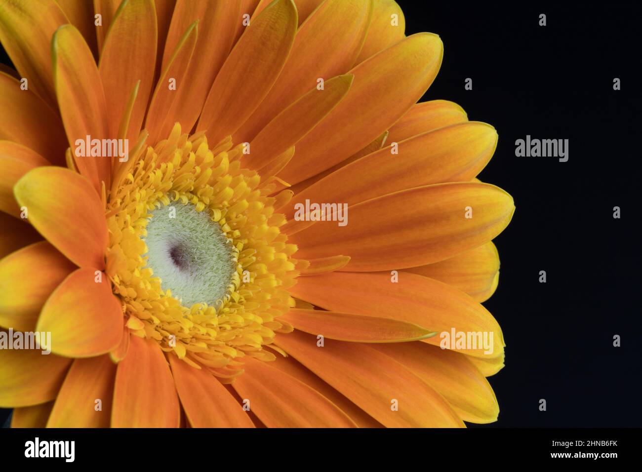 Gerbera gialla, Asteraceae. Fiore singolo su sfondo nero. Fotografia macro floreale. Foto Stock