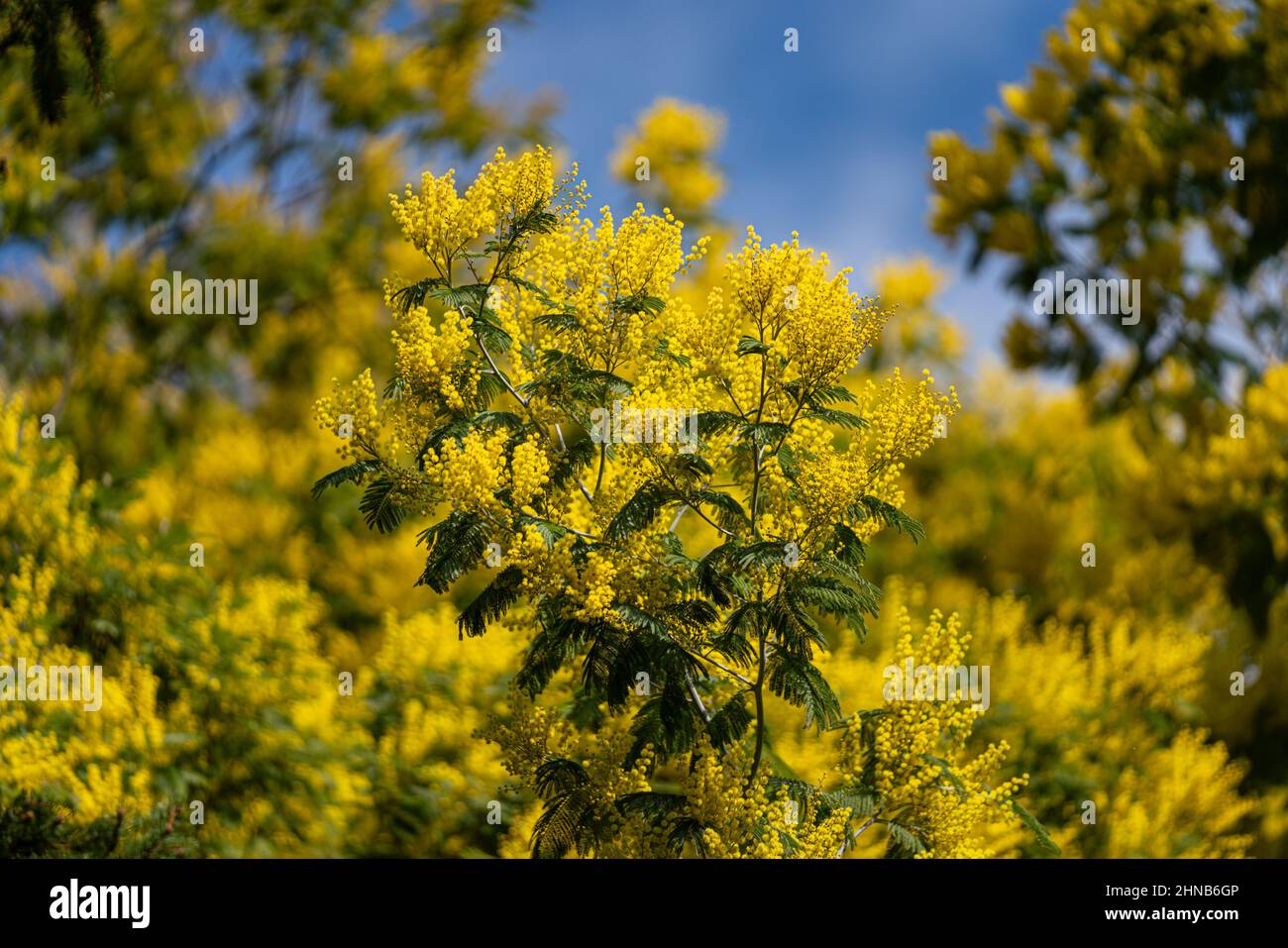 Tradizionalmente, il giorno della donna il 8 marzo, mimose mimose sono date in Russia Foto Stock