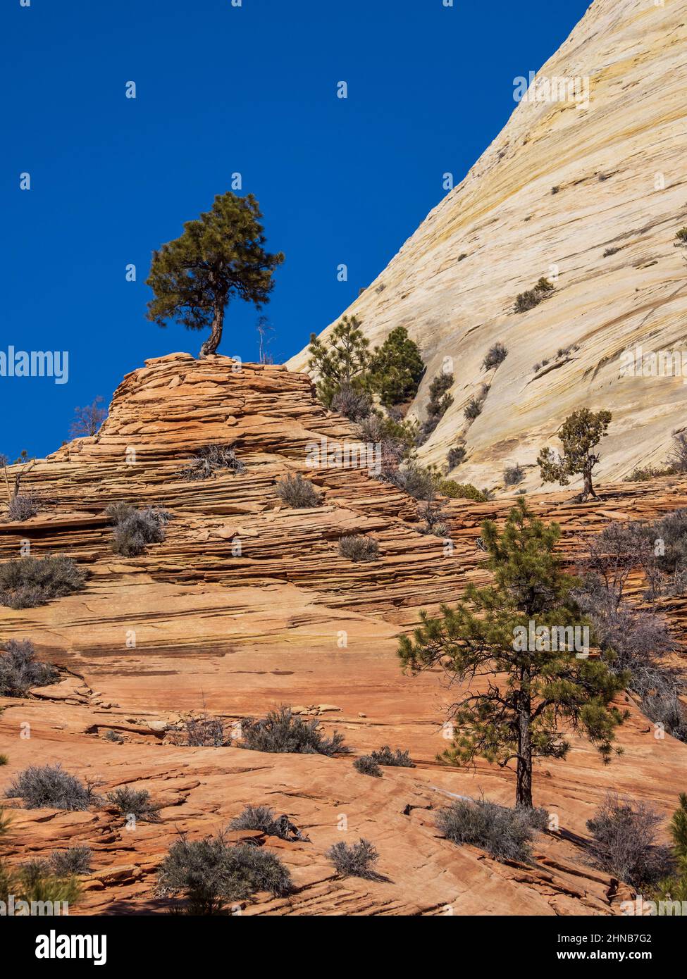 Alberi che crescono sulla pietra arenaria, Zion-Mount Carmel Junction Highway, inverno, Zion National Park, Utah. Foto Stock