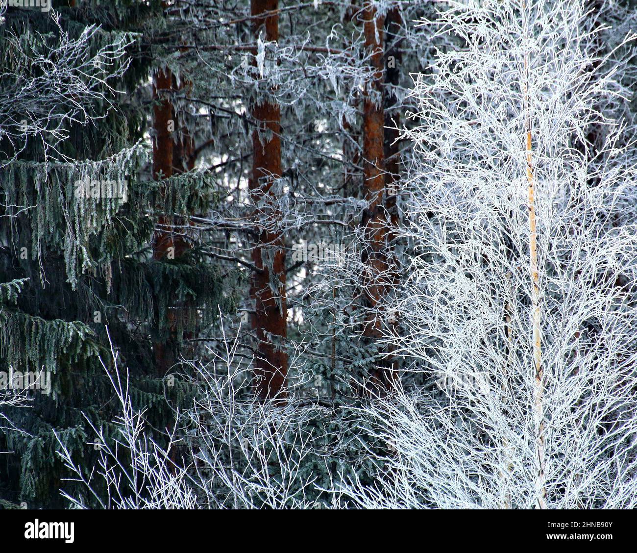 Foresta ghiacciata con alberi diversi in inverno. Foto Stock