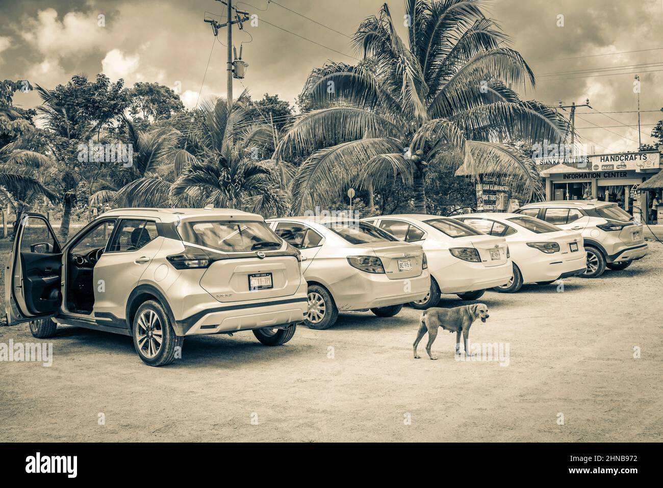 Muyil Messico 02. Febbraio 2022 Vecchio quadro in bianco e nero di un parcheggio con auto su strada percorso ghiaia nella giungla natura tropicale e cani a Mu Foto Stock