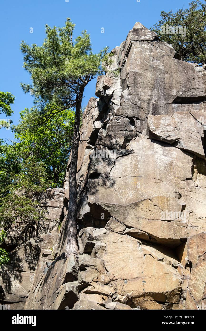 Albero che cresce da una roccia su un'alta scogliera nell'Interstate state Park. E' anche una famosa scogliera di roccia. Foto Stock