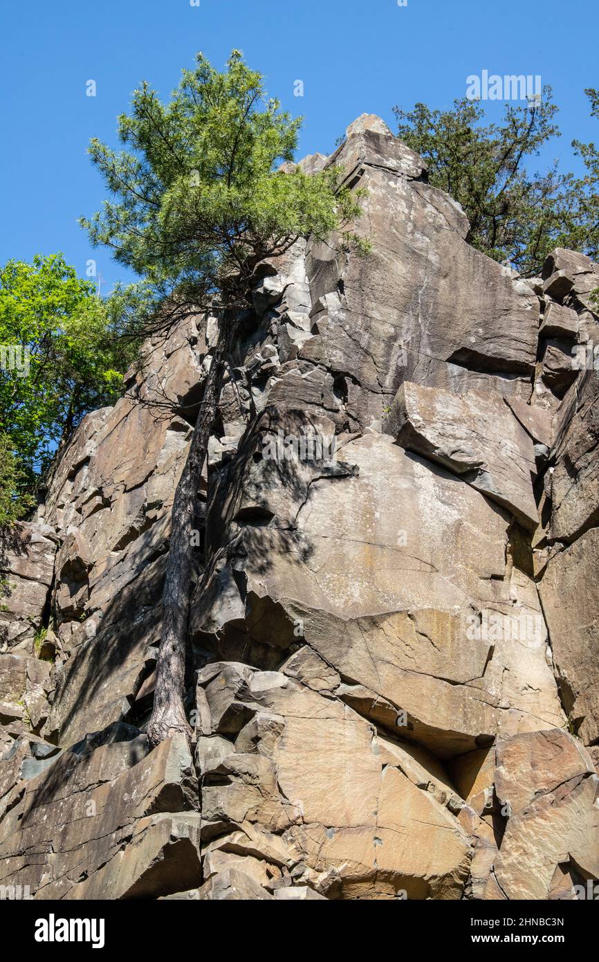 Albero che cresce da una roccia su un'alta scogliera nell'Interstate state Park. E' anche una famosa scogliera di roccia. Foto Stock