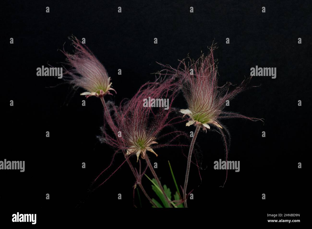 Prairie Smoke Wildflower, Geum Triflorum, fiorente in primavera al Wild River state Park, Chisago County, Minnesota, vicino alle Cascate Taylors, Minnesota. Foto Stock