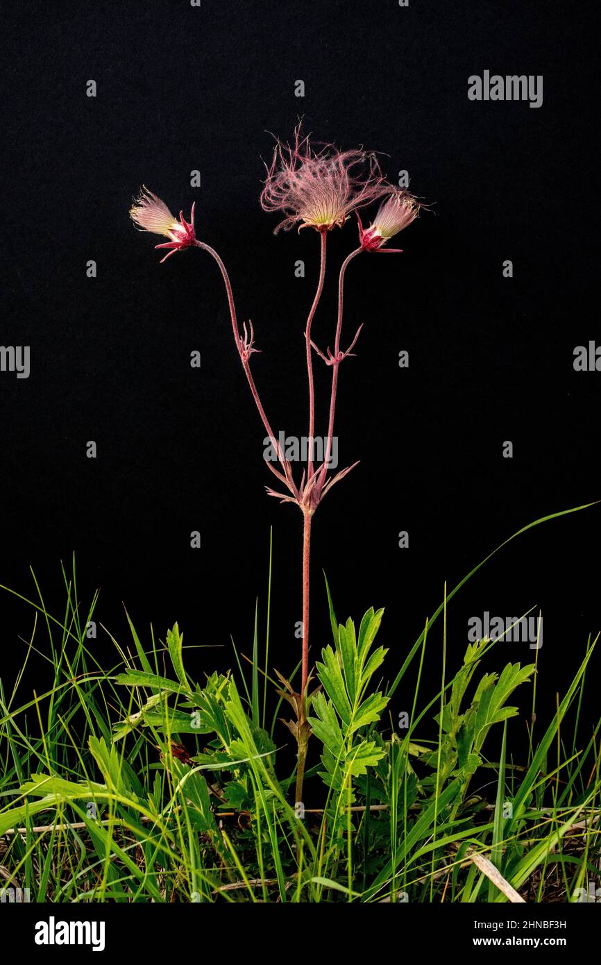 Prairie Smoke Wildflower, Geum Triflorum, fiorente in primavera al Wild River state Park, Chisago County, Minnesota, vicino alle Cascate Taylors, Minnesota. Foto Stock