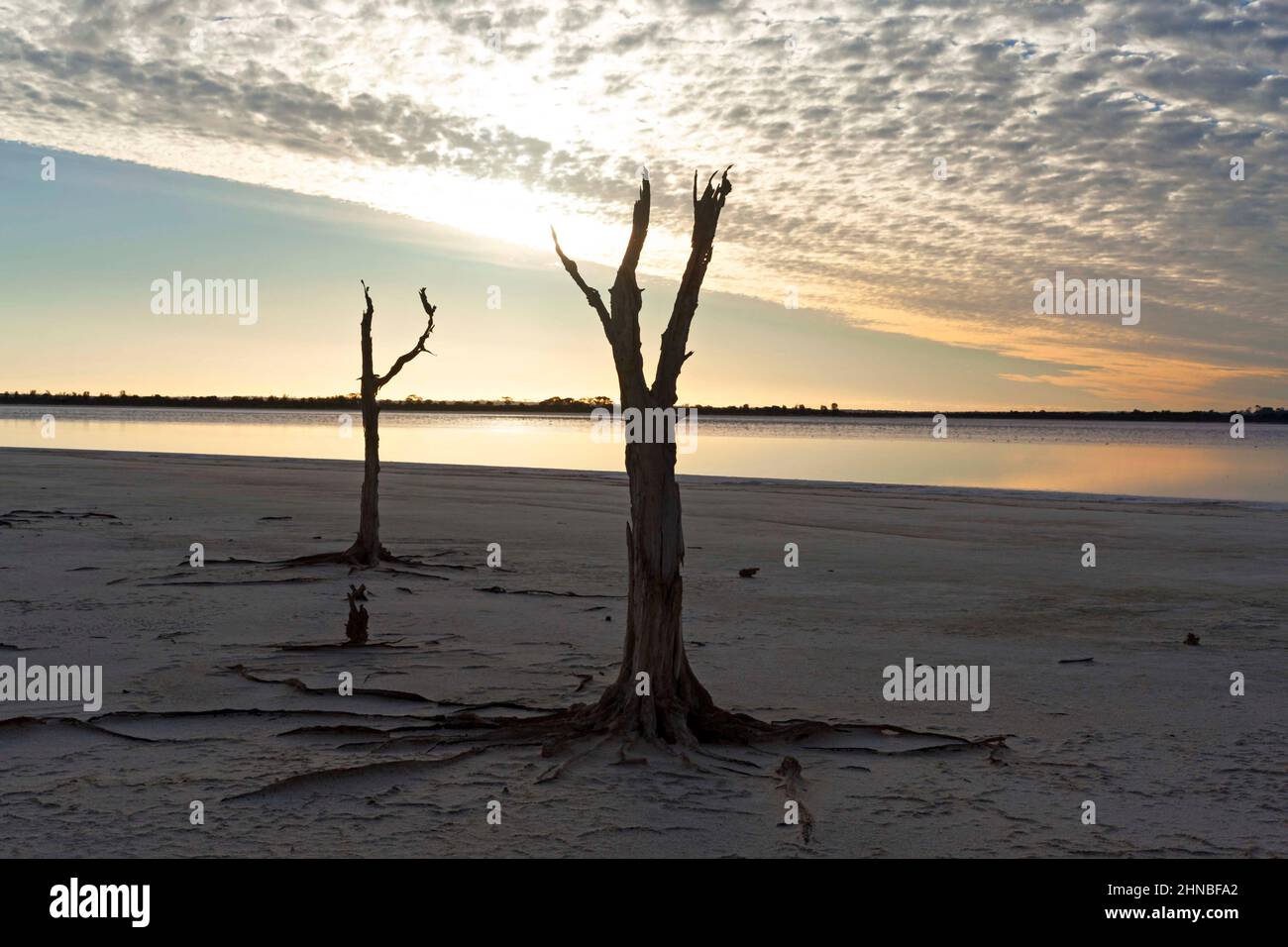 Dead Trees, Lago Ninan Salt Lake, Victoria Plains Australia Occidentale Foto Stock