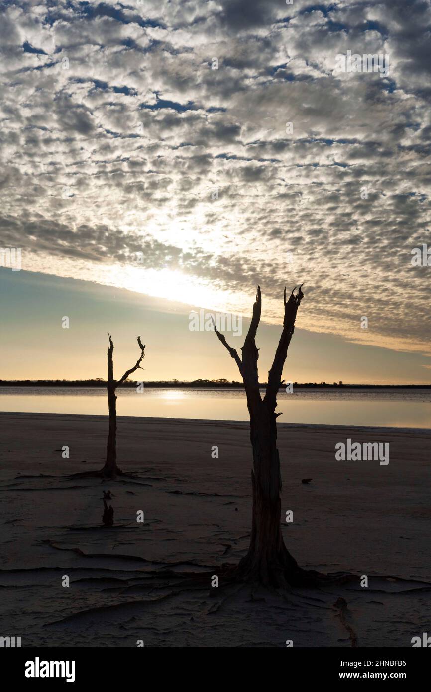 Dead Trees, Lago Ninan Salt Lake, Victoria Plains Australia Occidentale Foto Stock