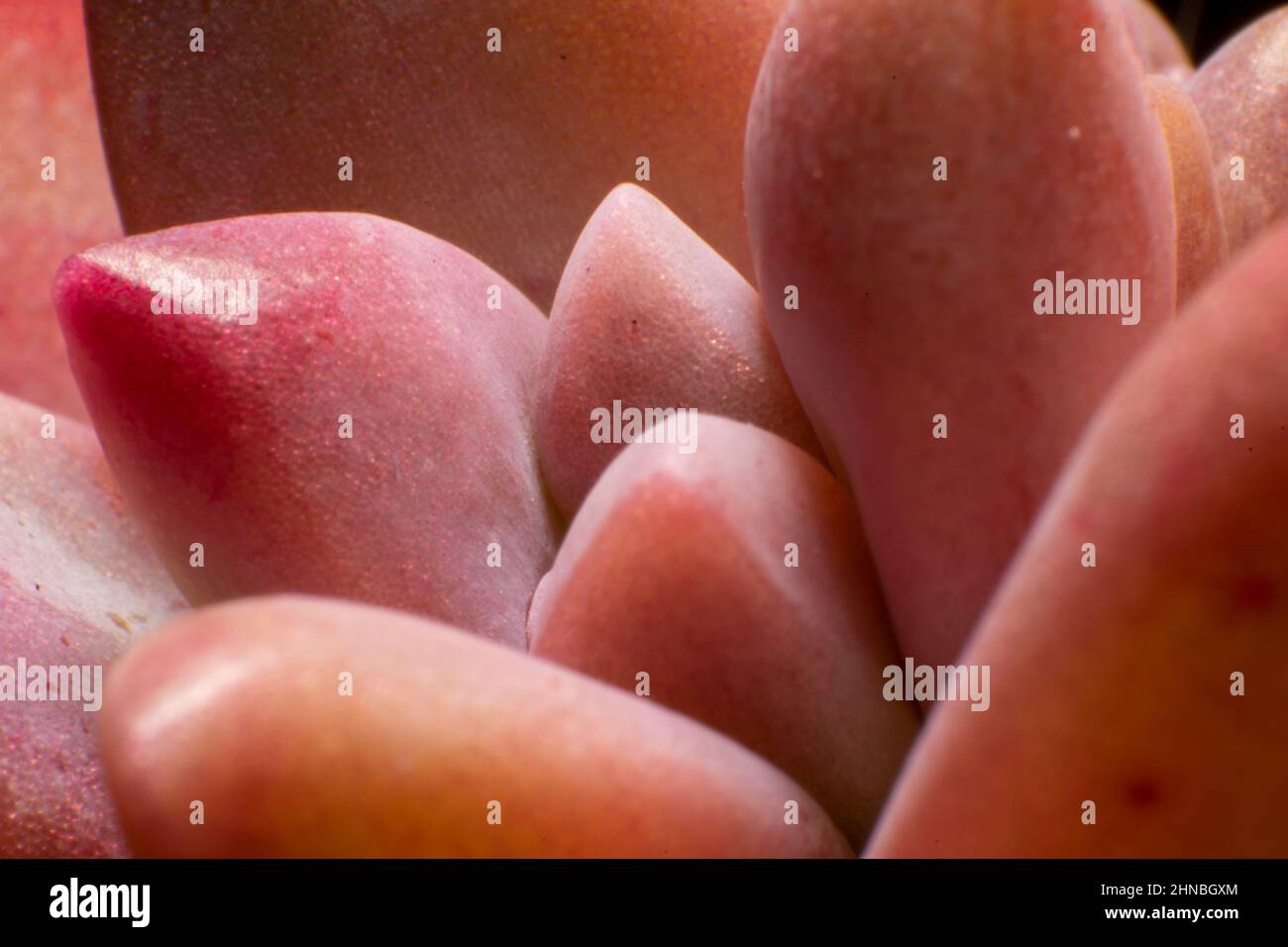 Macro fotografia di un cactus sulenta pinkish. Forme organiche arrotondate sulla natura, ispirazione del design. Foto Stock