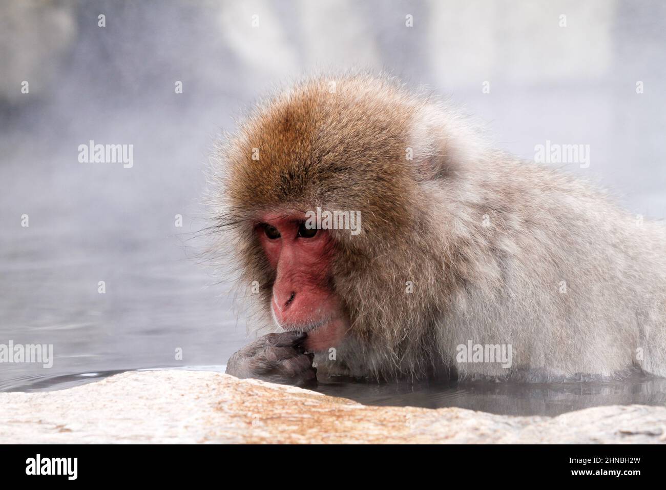 yamanochi, nagano, giappone, 2022/12/02 , scimmie in una sorgente termale naturale al parco nazionale joshinetsu-kogen, dove i turisti possono andare a vedere la scimmia della neve Foto Stock