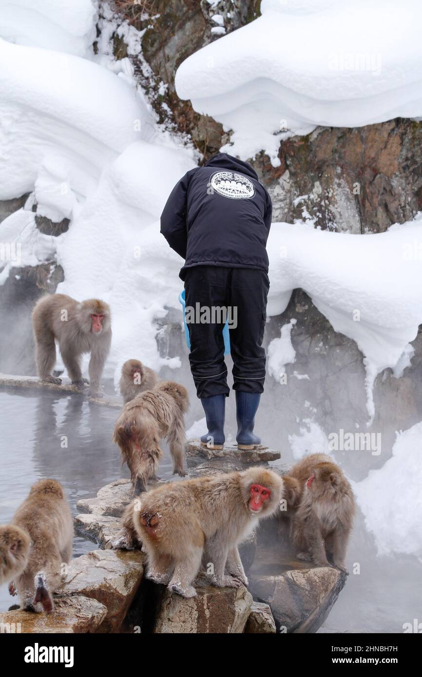 yamanochi, nagano, giappone, 2022/12/02 , park worker che alimenta le scimmie al parco nazionale joshinetsu-kogen, dove i turisti possono andare a vedere la scimmia della neve Foto Stock