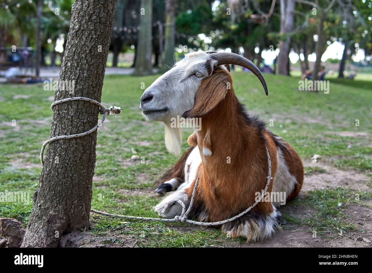 Capra marrone e bianco isolato che riposa sull'erba legata ad un tronco di albero con una corda. Una fattoria in Argentina Foto Stock