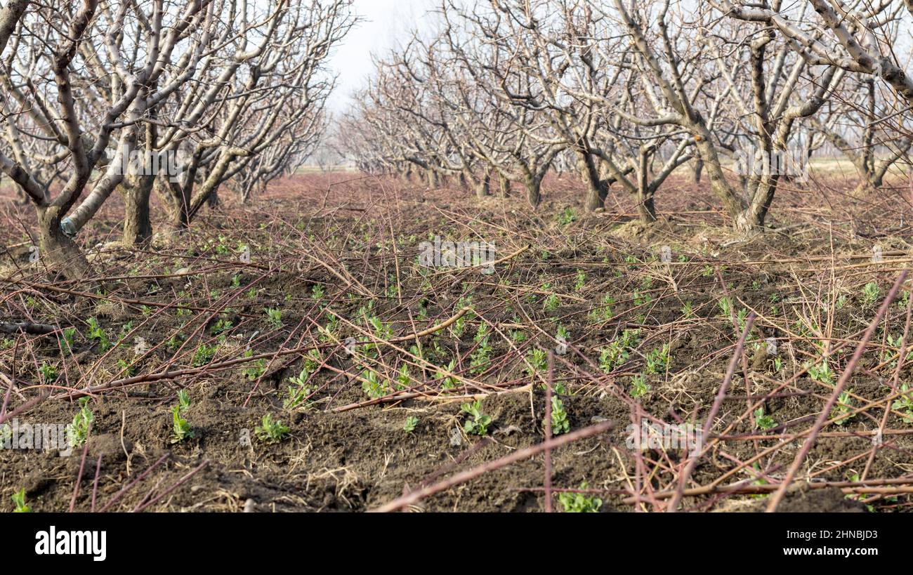 Piselli raccolti come un raccolto secondario piantato nella fattoria di frutta Foto Stock