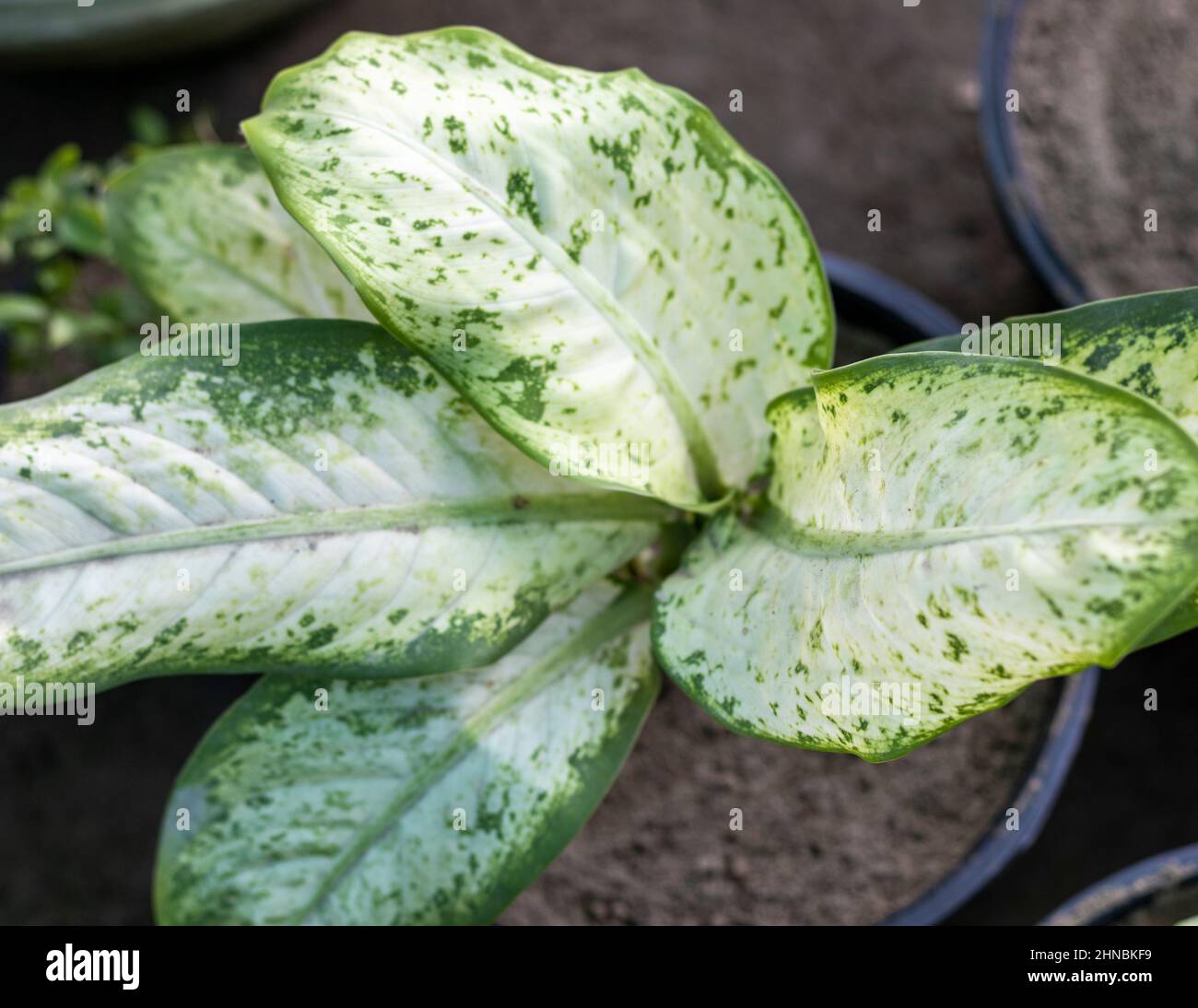 Dieffenbachia pianta di canna muta con sfondo sfocato Foto Stock