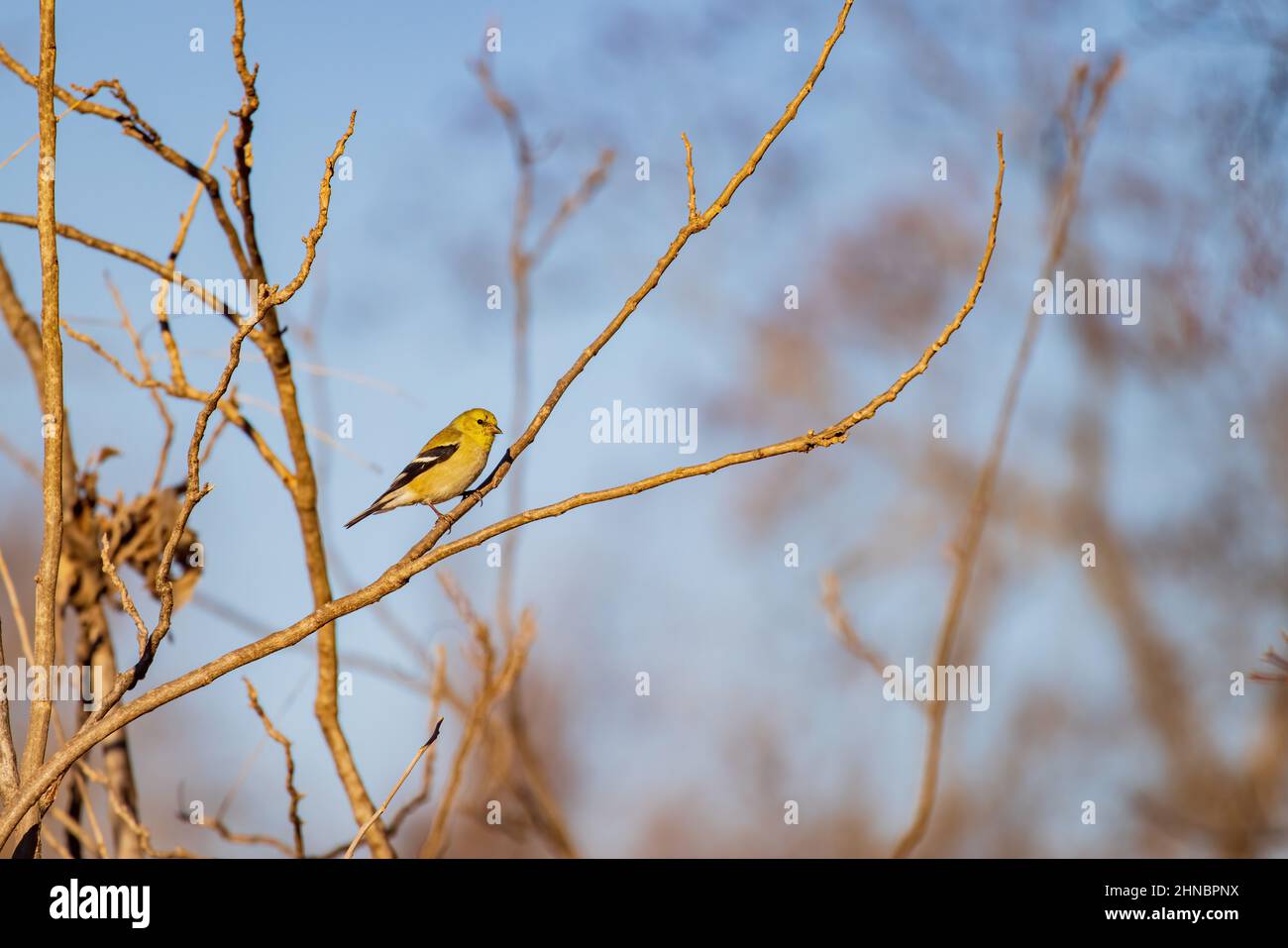 Primo piano girato di American Goldfinch su un albero a Oklahoma Foto Stock