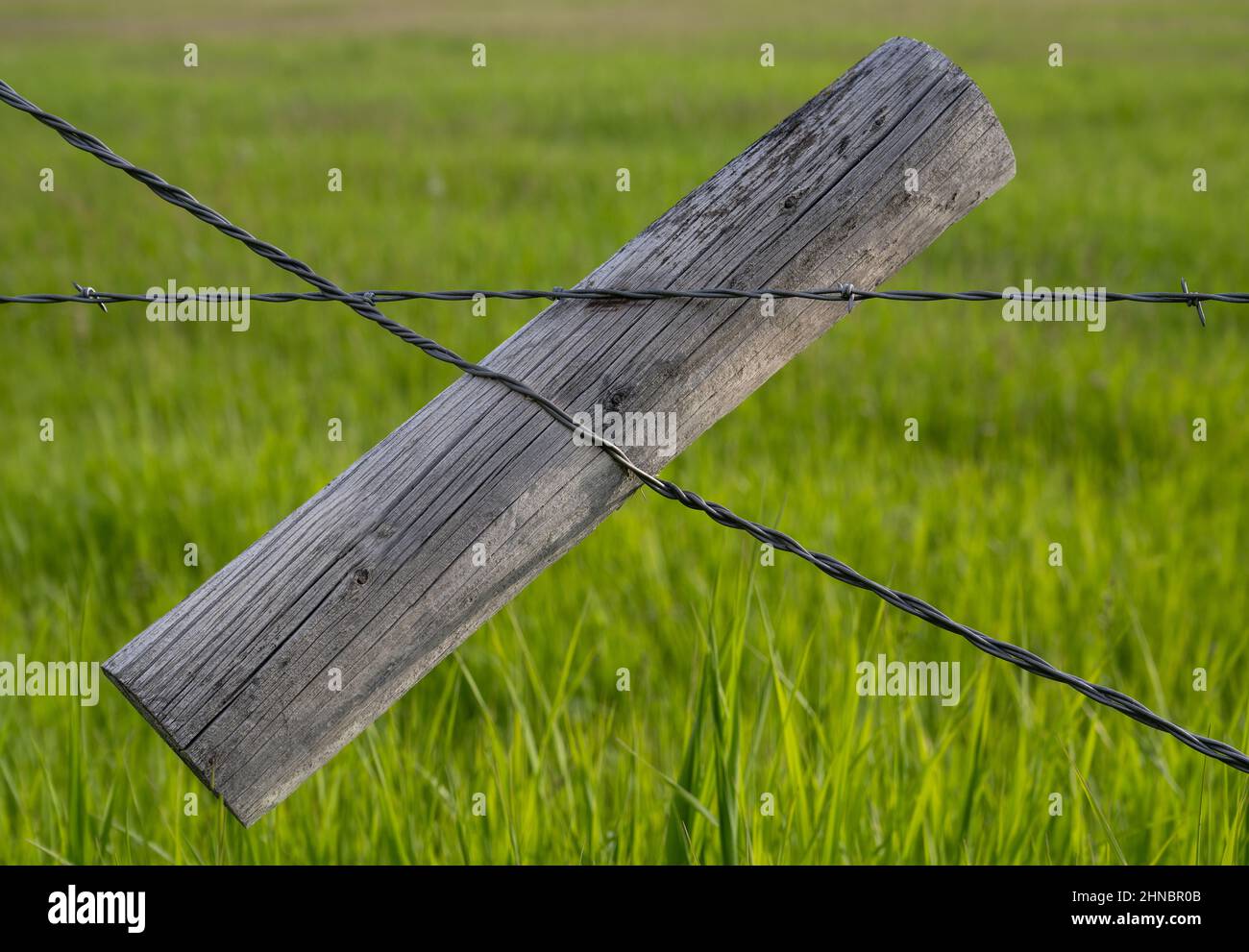 Recinzione per filo di serraggio in erba spagnola Foto Stock