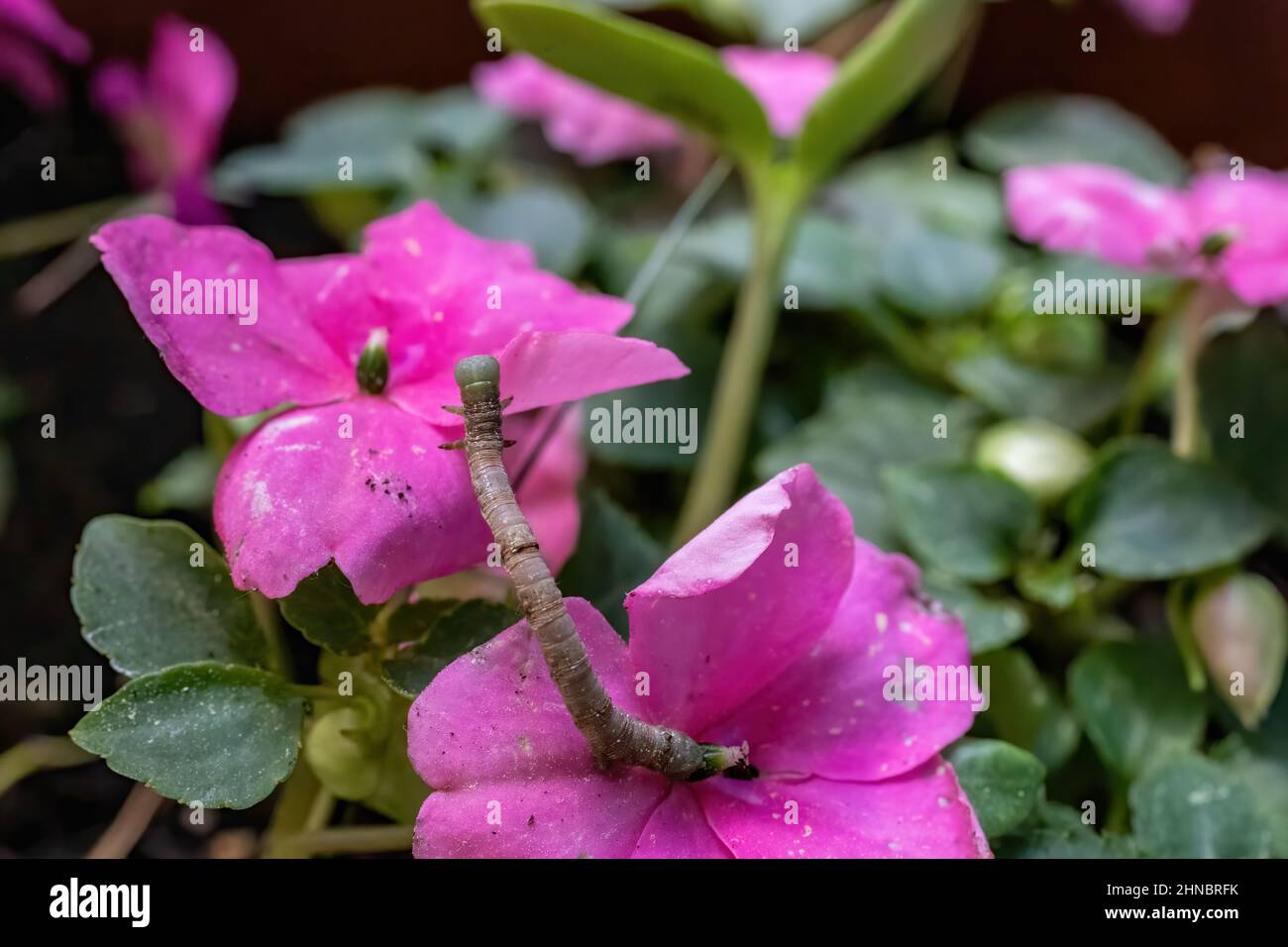 Piccolo verme verde su impatiens rosa fiorisce in un giardino estivo a Taylors Falls, Minnesota USA. Foto Stock