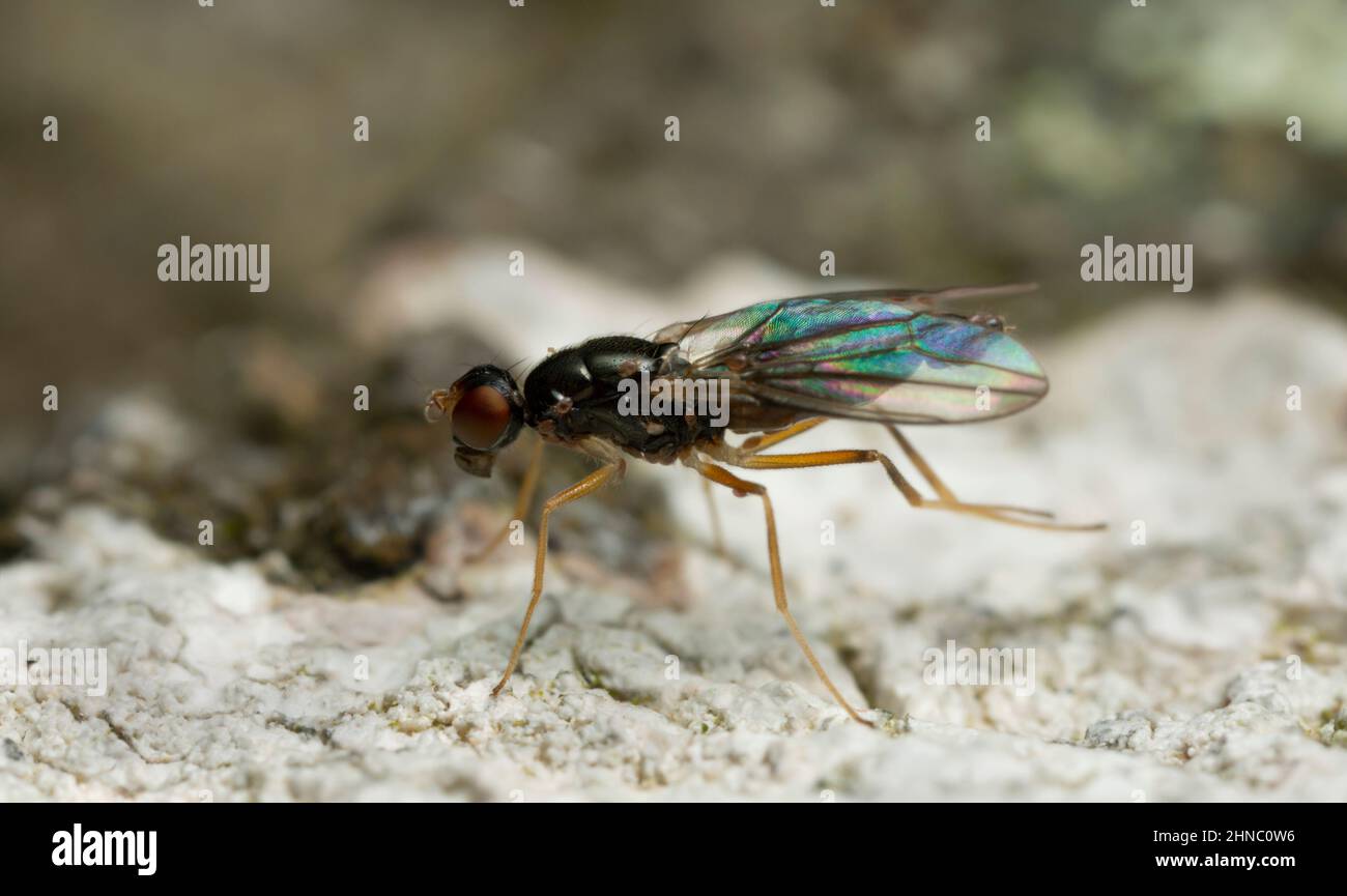 Strongyloftalmia ustulata su corteccia di aspen Foto Stock