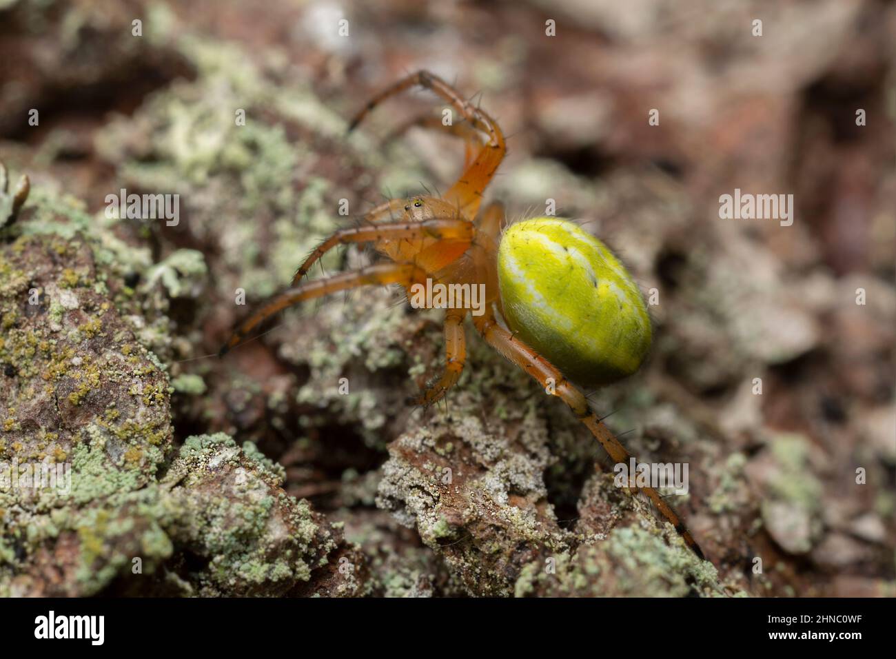 Tessitore dell'Orb, Araniella proxima sulla corteccia, foto macro Foto Stock