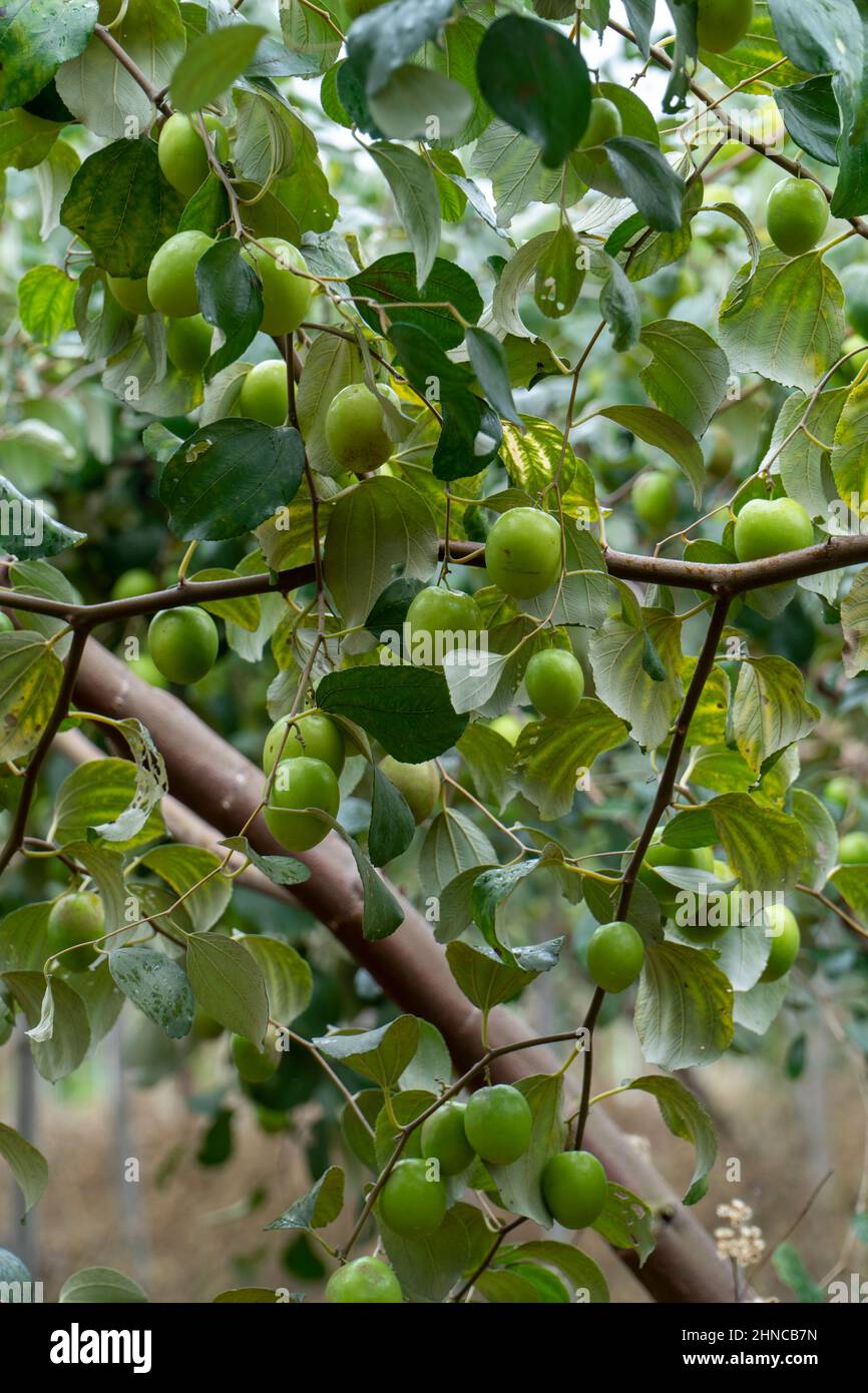 Alberi di jujube nelle piantagioni di frutta Foto Stock