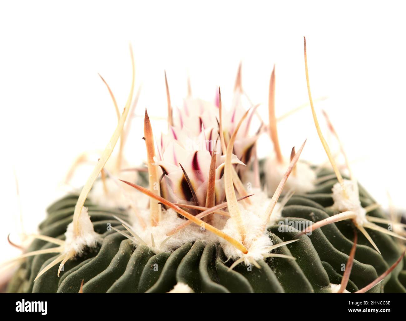 Stenocactus multicostato, il cactus cerebrale, cactus piccolo con insolite costolette ondeggianti fiorite Foto Stock