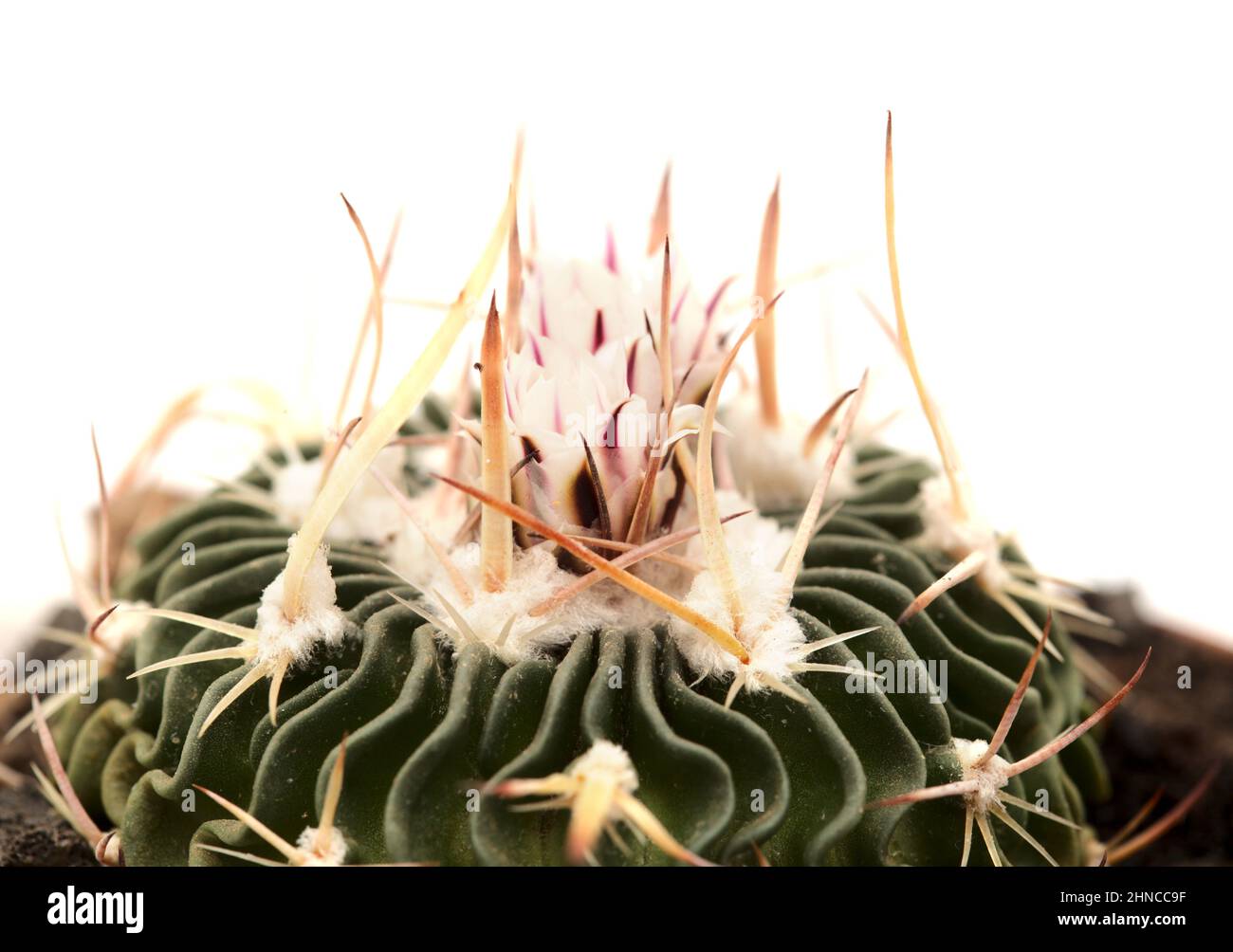 Stenocactus multicostato, il cactus cerebrale, cactus piccolo con insolite costolette ondeggianti fiorite Foto Stock