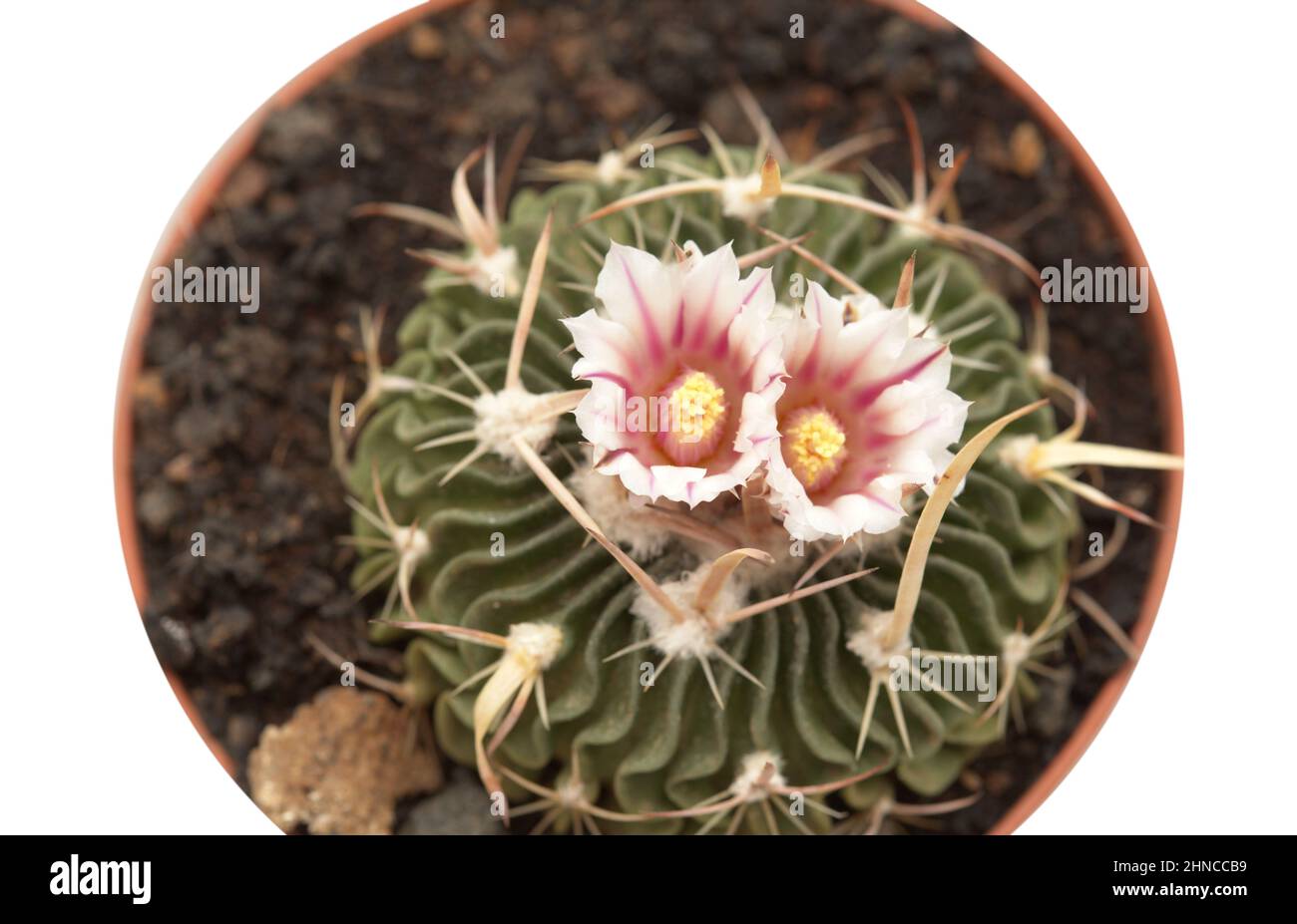 Stenocactus multicostato, il cactus cerebrale, cactus piccolo con insolite costolette ondeggianti fiorite Foto Stock