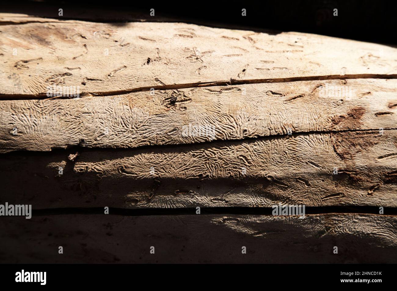 Tronco di mandorla senza corteccia danneggiato nel fuoco selvatico e di conseguenza dagli scarabei di Bark, sfondo naturale decadimento Foto Stock