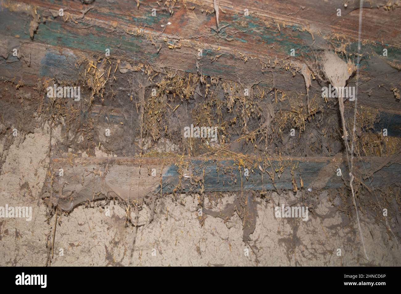 Primo piano di un ragnatela su una vecchia parete rustica Foto Stock