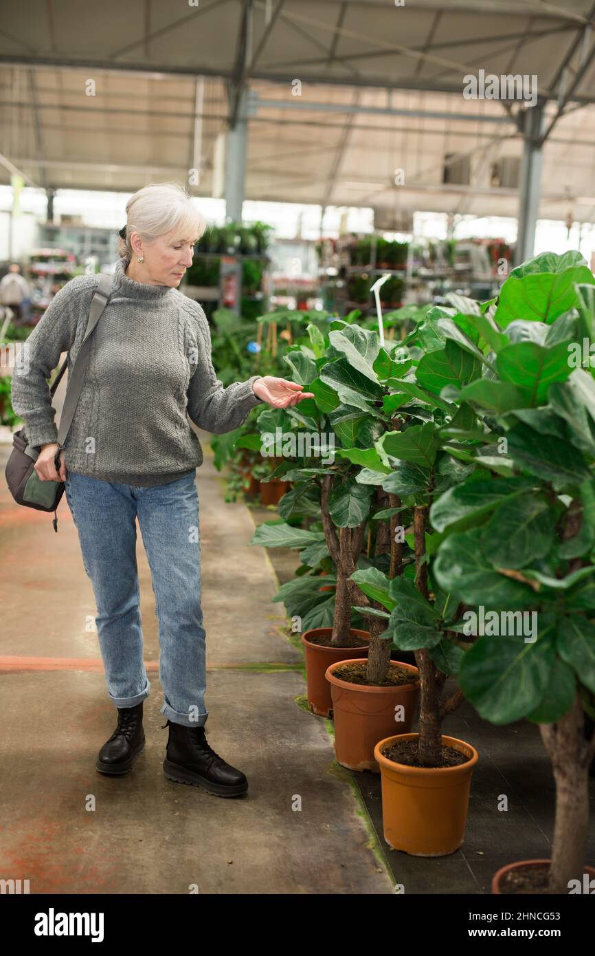 Donna anziana che cammina lungo il ficus lirata in vaso in negozio giardino Foto Stock