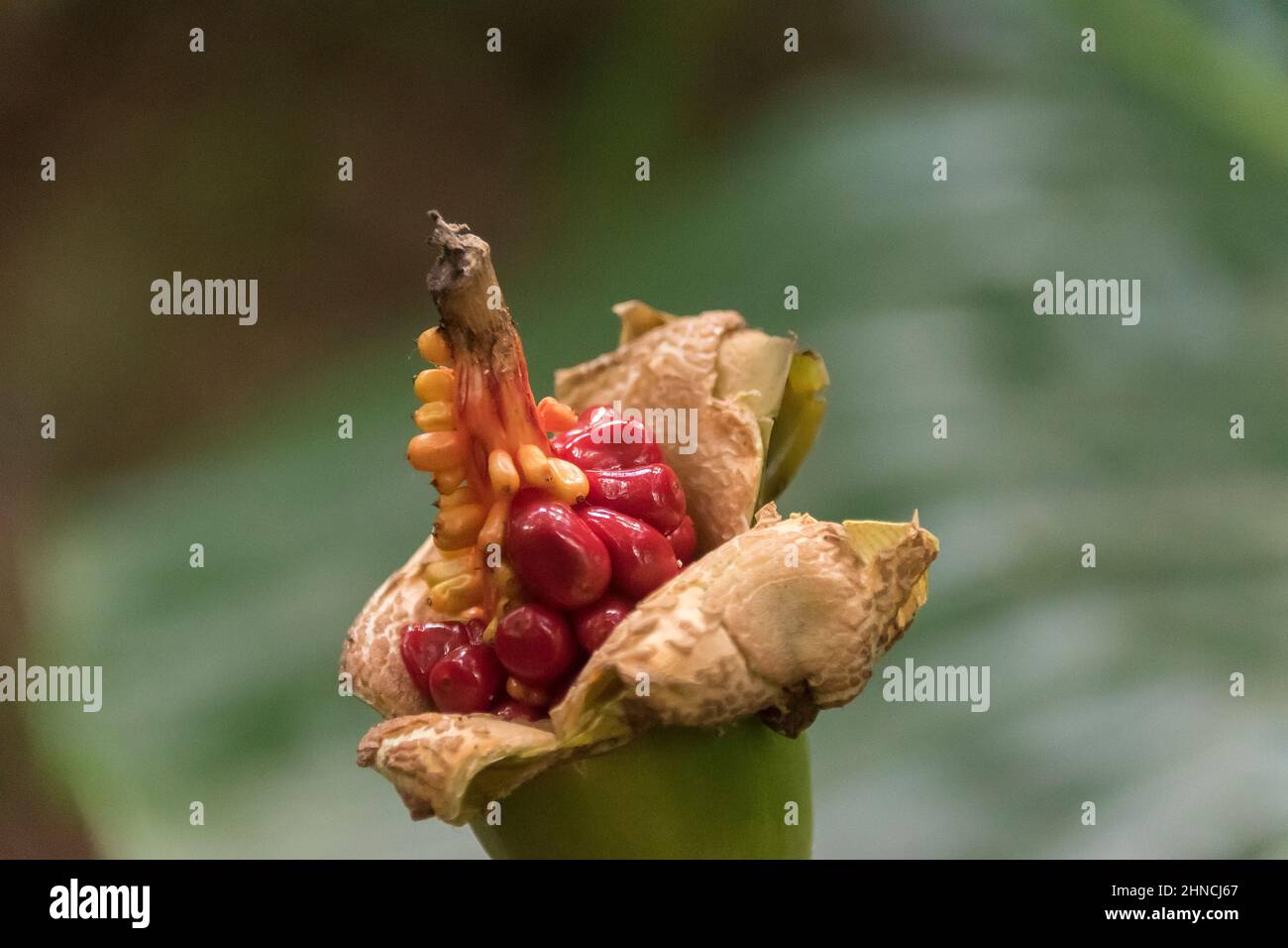 Frutti rossi velenosi della foresta pluviale australiana, cunjevoi, native giglio, alocasia brisbanensis. Testa di seme maturata divisa per rivelare semi. Queensland Foto Stock