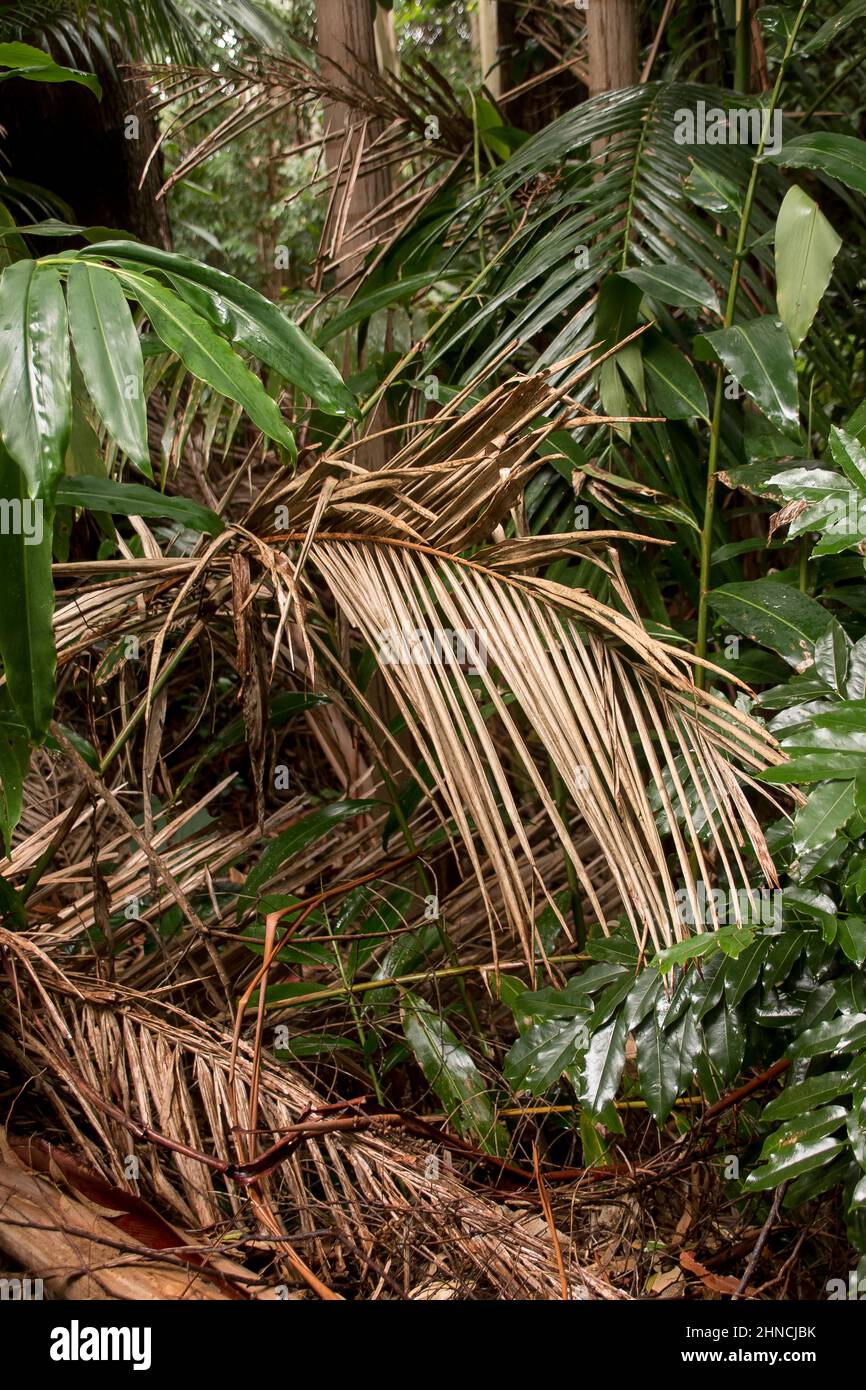 Foresta pluviale subtropicale. Sobria con fronde di palme e zenzero nativo dopo la pioggia estiva pesante. Tamborine Mountain, Queensland, Australia. Foto Stock