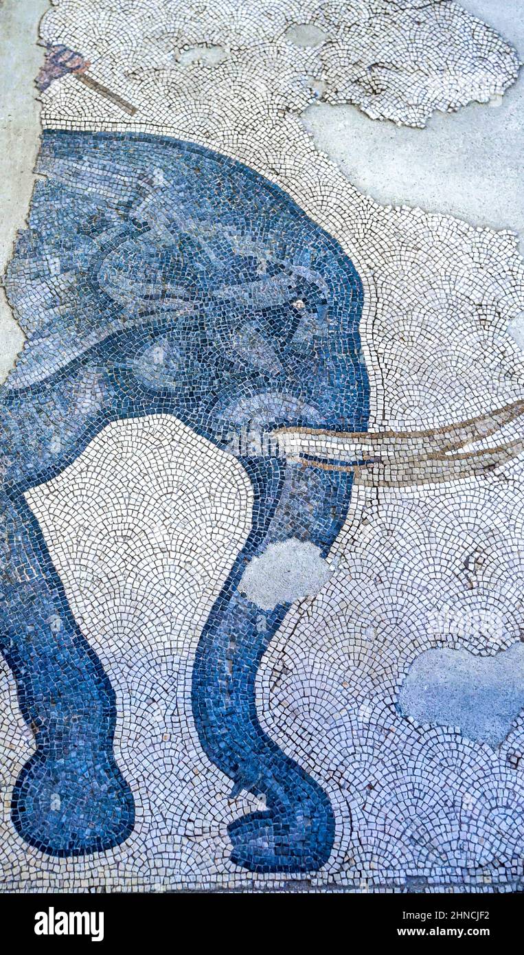 Antico Mosaico dell'Elefante di epoca bizantina (epoca romana orientale) presso il Grande Palazzo di Costantinopoli. Museo dei mosaici del Grande Palazzo, Istanbul. Foto Stock