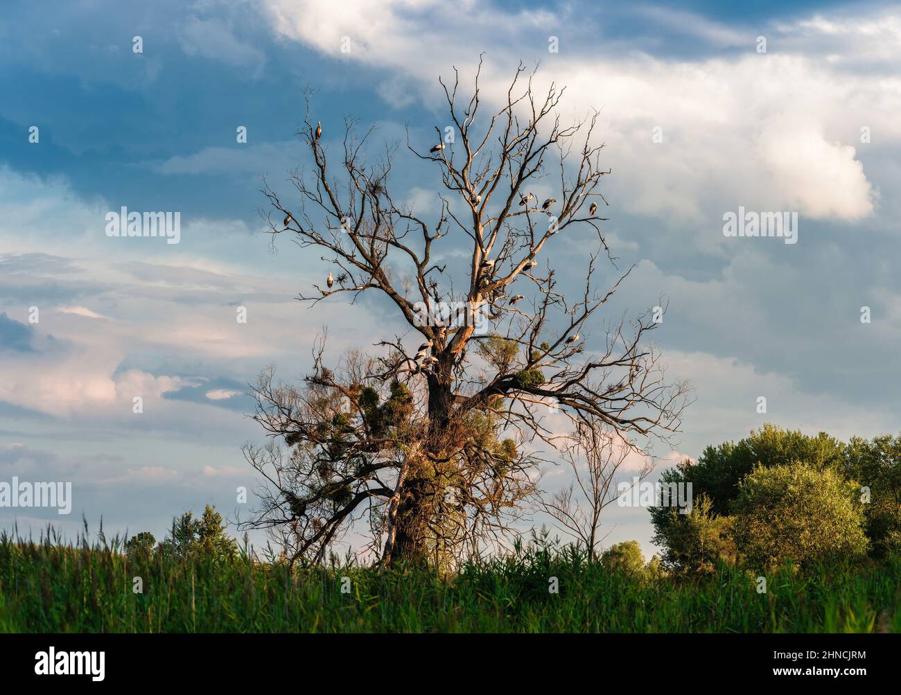 Sterks on Dry Tree Branch e tramonto sullo sfondo Foto Stock