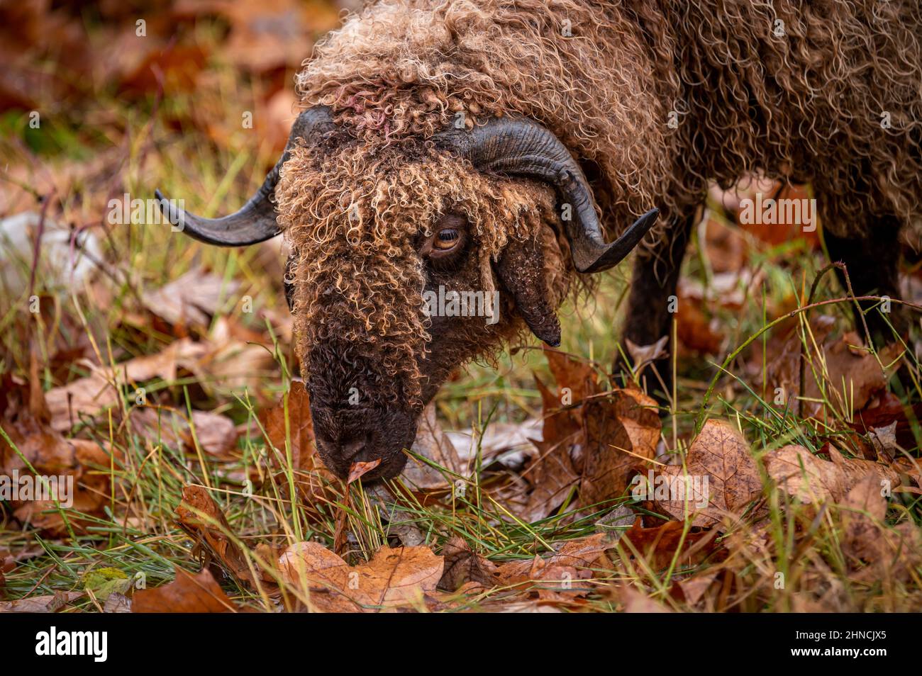 Pecora nell'erba. Una pelliccia di riccio orriata Wallis paese pascolo pecore. Roux du Vallese. Carino. Foto Stock