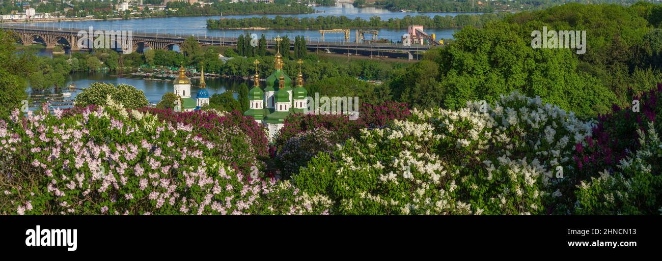 Lilacs fiorente nel giardino botanico, Kiev, Ucraina Foto Stock