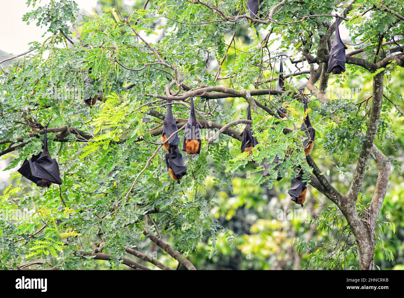 Volpe volante indiano - Pteropus giganteus, bella grande pipistrello di frutta da boschi asiatici e foreste, Sri Lanka. Foto Stock