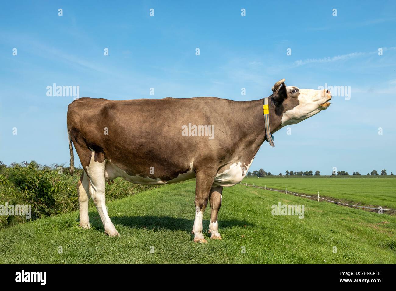 Mucca sta gemendo con la sua testa sollevata, rosso e bianco in un campo e un orizzonte. Foto Stock