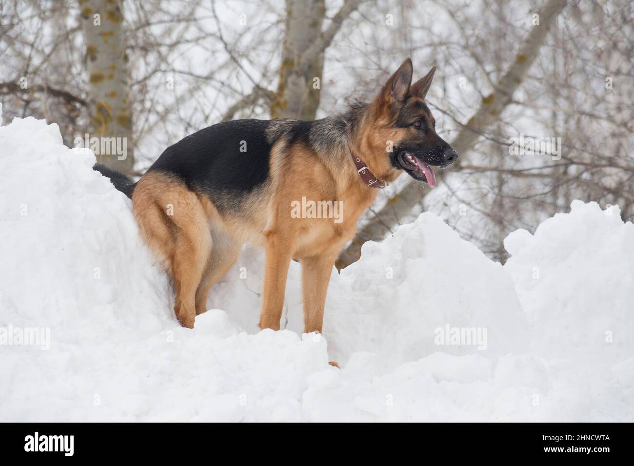 Il cucciolo di cane pastore tedesco è in piedi su una neve bianca nel parco invernale. Animali domestici. Cane purebred. Foto Stock
