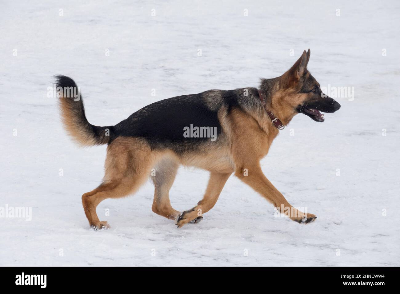 Il carino cucciolo di cane pastore tedesco corre su una neve bianca nel parco invernale. Animali domestici. Cane purebred. Foto Stock