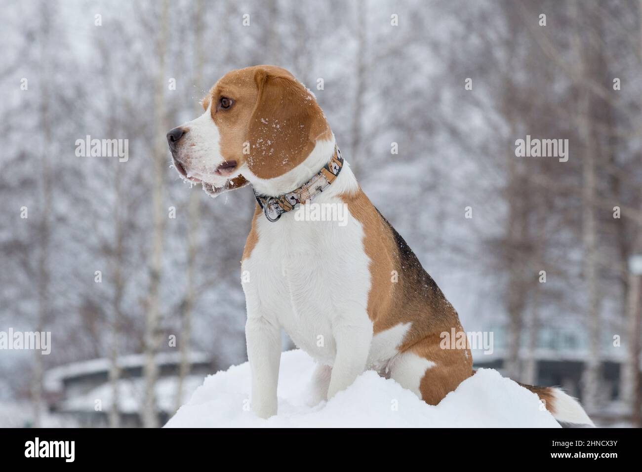 Carino cucciolo di beagle inglese è seduto su una neve bianca nel parco invernale. Animali domestici. Cane ribelle. Foto Stock