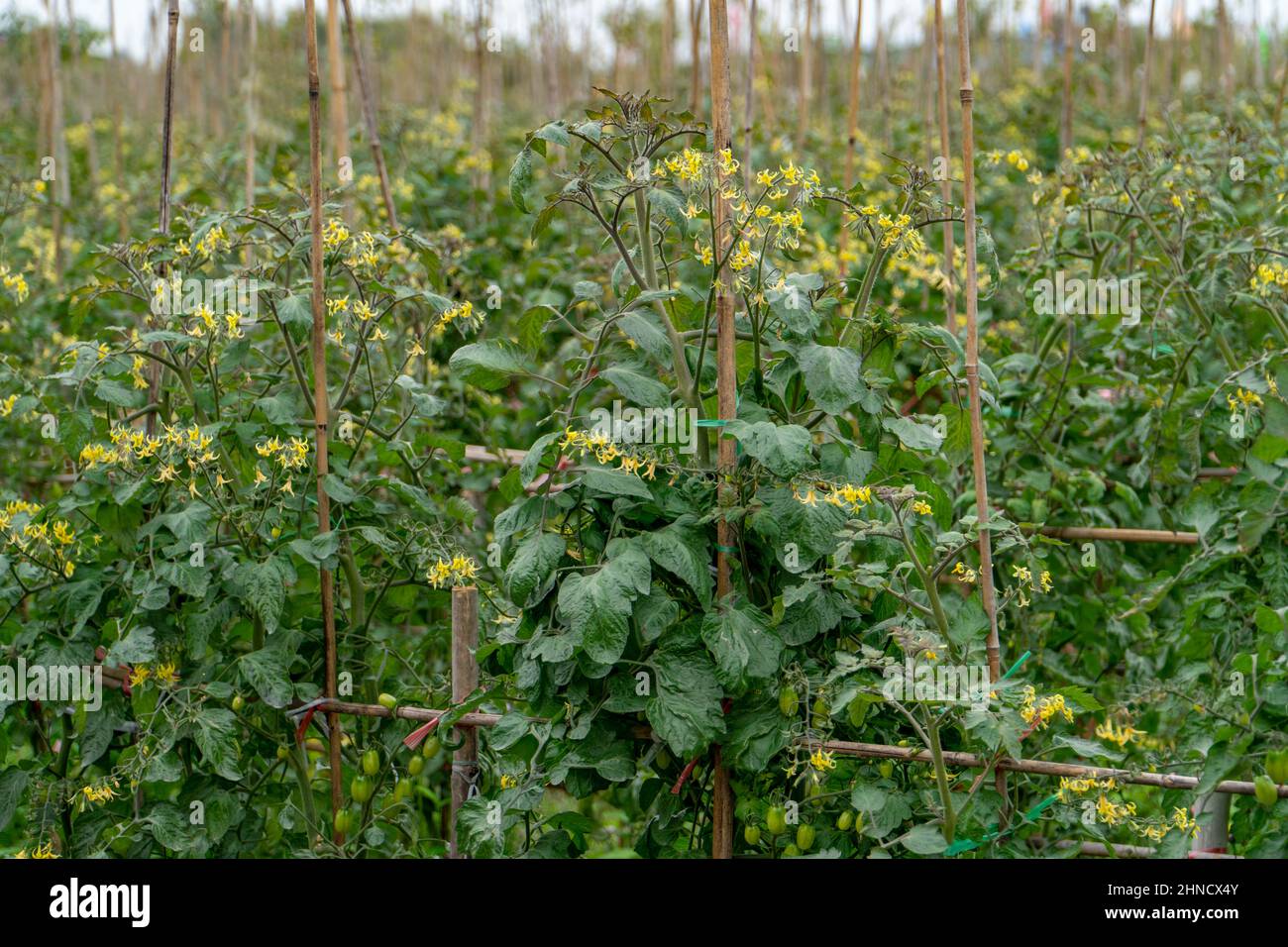 Piantagione di frutta Vergine in primavera Foto Stock