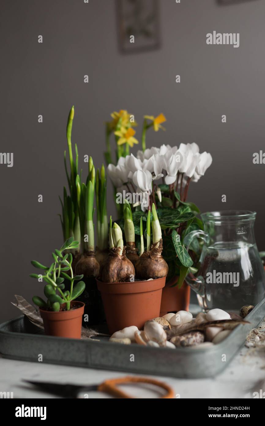 Piantine di fiori primaverili e piante verdi in vasi da fiori posti su vassoio con brocca d'acqua in camera Foto Stock