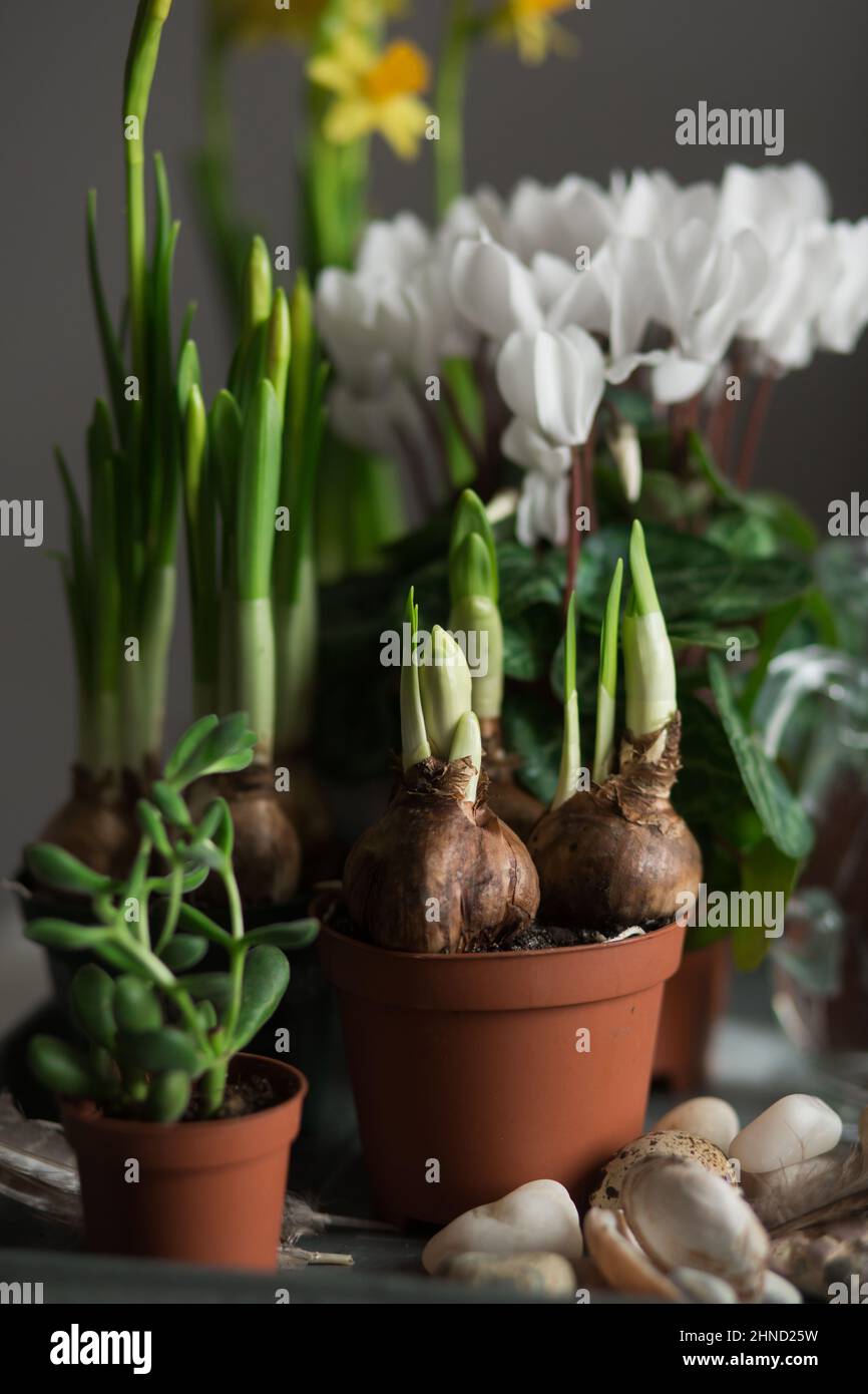 Piantine di fiori primaverili e piante verdi in vasi da fiori posti su vassoio con brocca d'acqua in camera Foto Stock