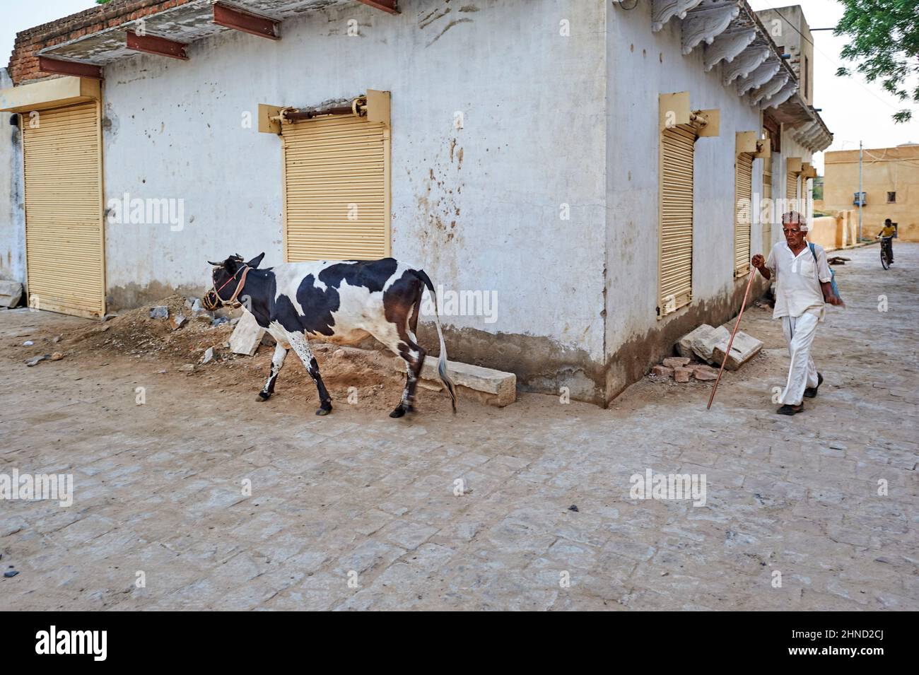 India Rajasthan. Un uomo con la sua mucca per le strade di Mandawa Foto Stock