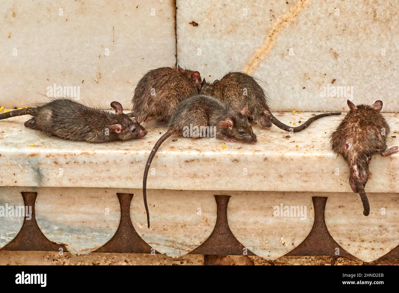 India Rajasthan. Shree Karni Mataj Tempio, il tempio di migliaia di ratti a Deshnok Foto Stock