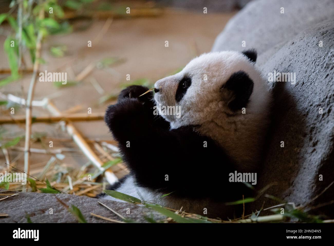 Giovane cucciolo di panda di cinque mesi che mangia le sue prime foglie di bambù nello zoo Foto Stock