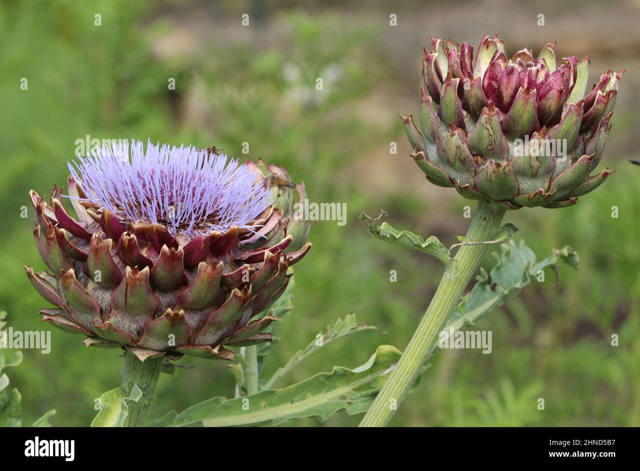 Carciofo in fiore cynara Scolymus che attrae le api in orto biologico Foto Stock